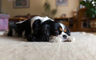 carpet cleaning for pets